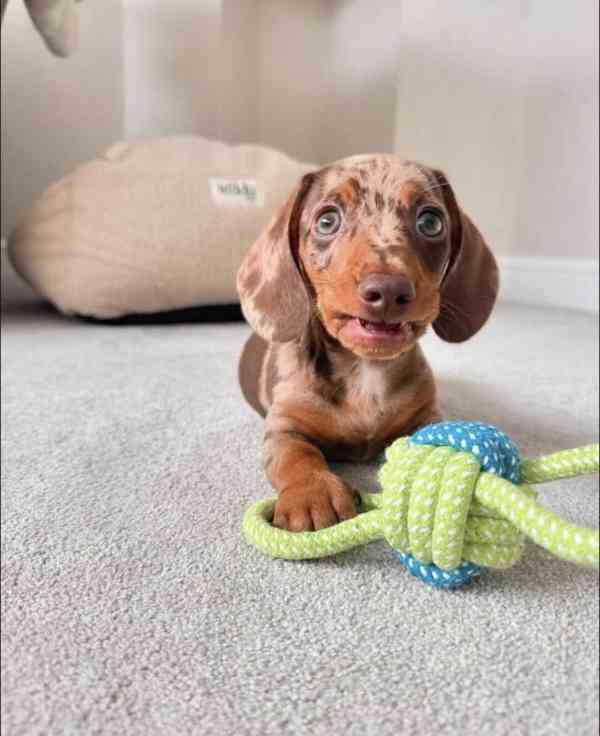 Jezevčík trpasličí hladkosrstý - foto 3