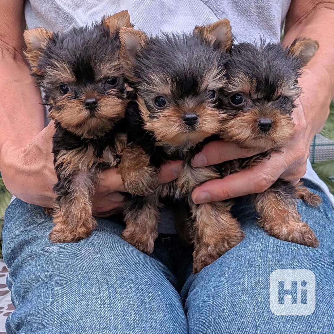 Pet - foto 1