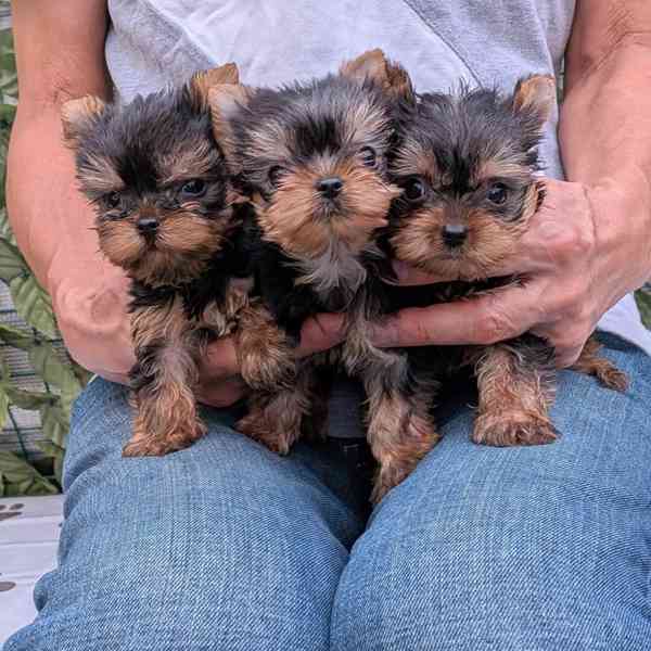Pet - foto 3