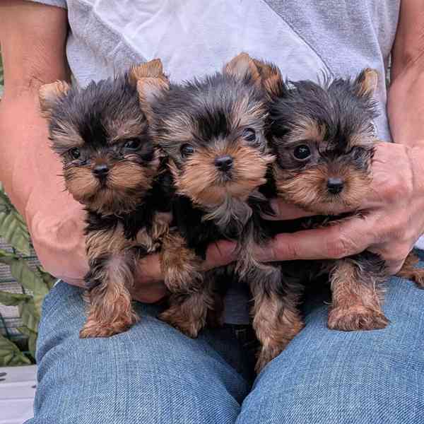 Pet - foto 2