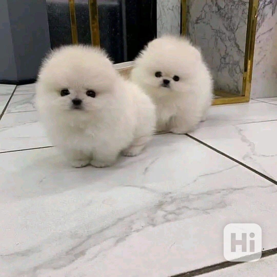 Štěňata pomeranského ovčáka Spzit - foto 1