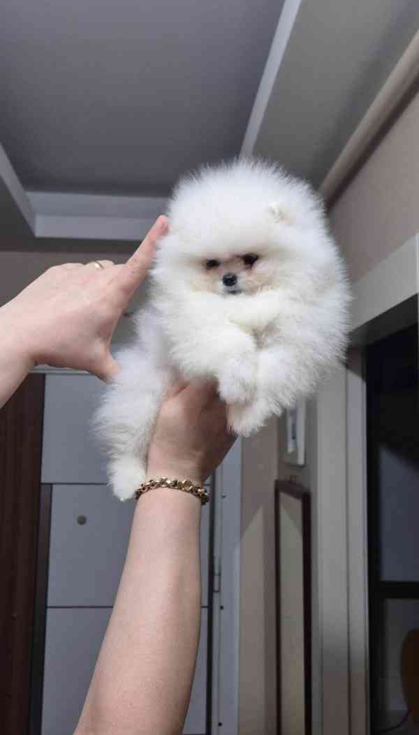 Štěňata pomeranského ovčáka Spzit - foto 2