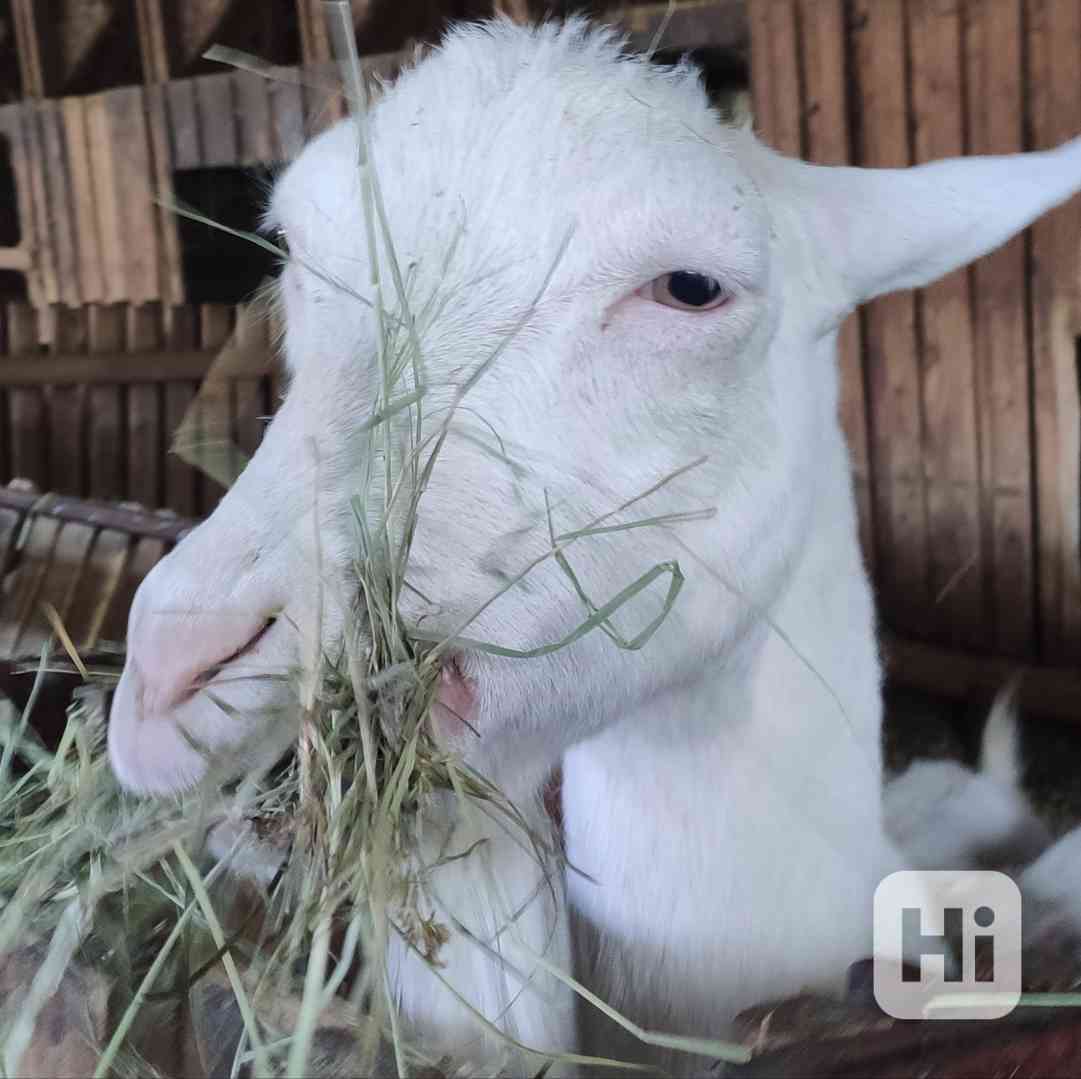 PLEMENNÉ KOZY BÍLÉ KRÁTKOSRSTÉ-STOKUSOVÝ BIO CHOV - foto 1