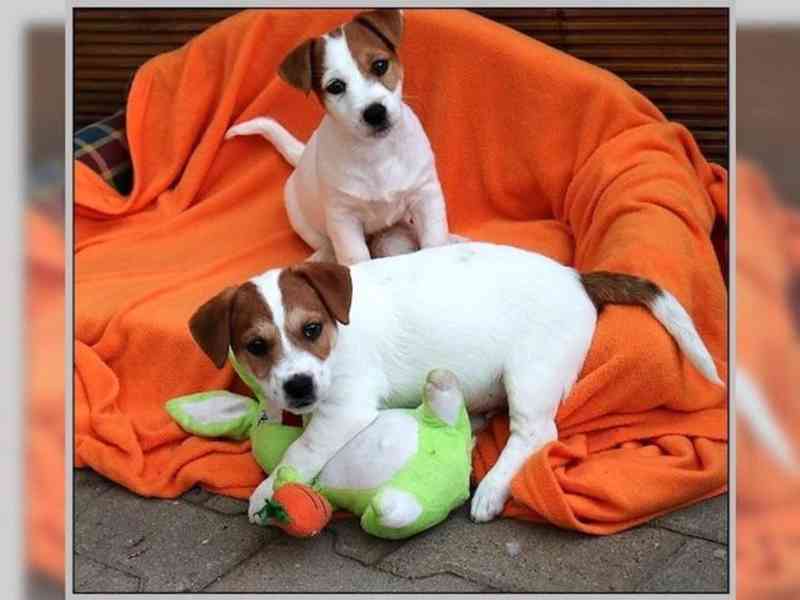 Jack Russell Terier s PP  - foto 1