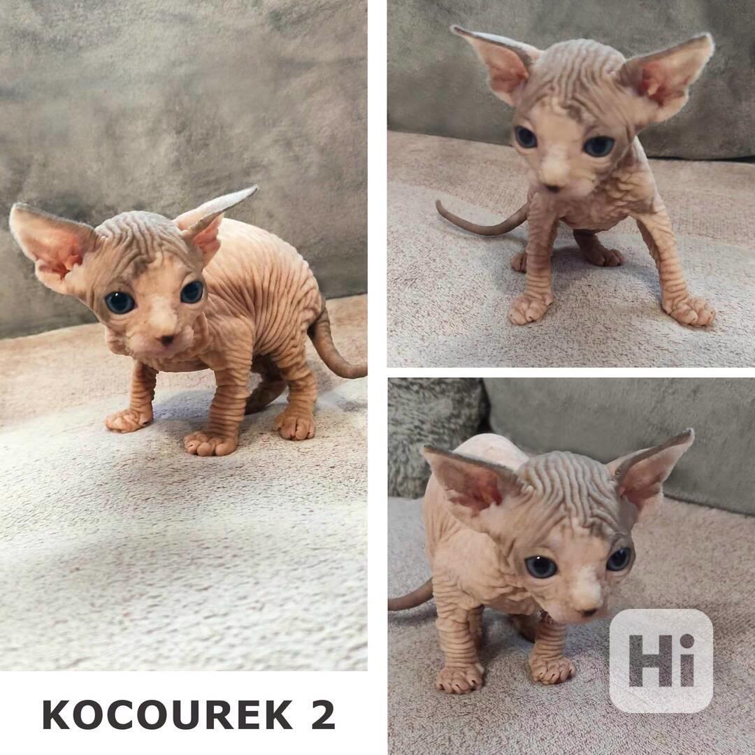 Kanadský Sphynx koťátka - foto 1