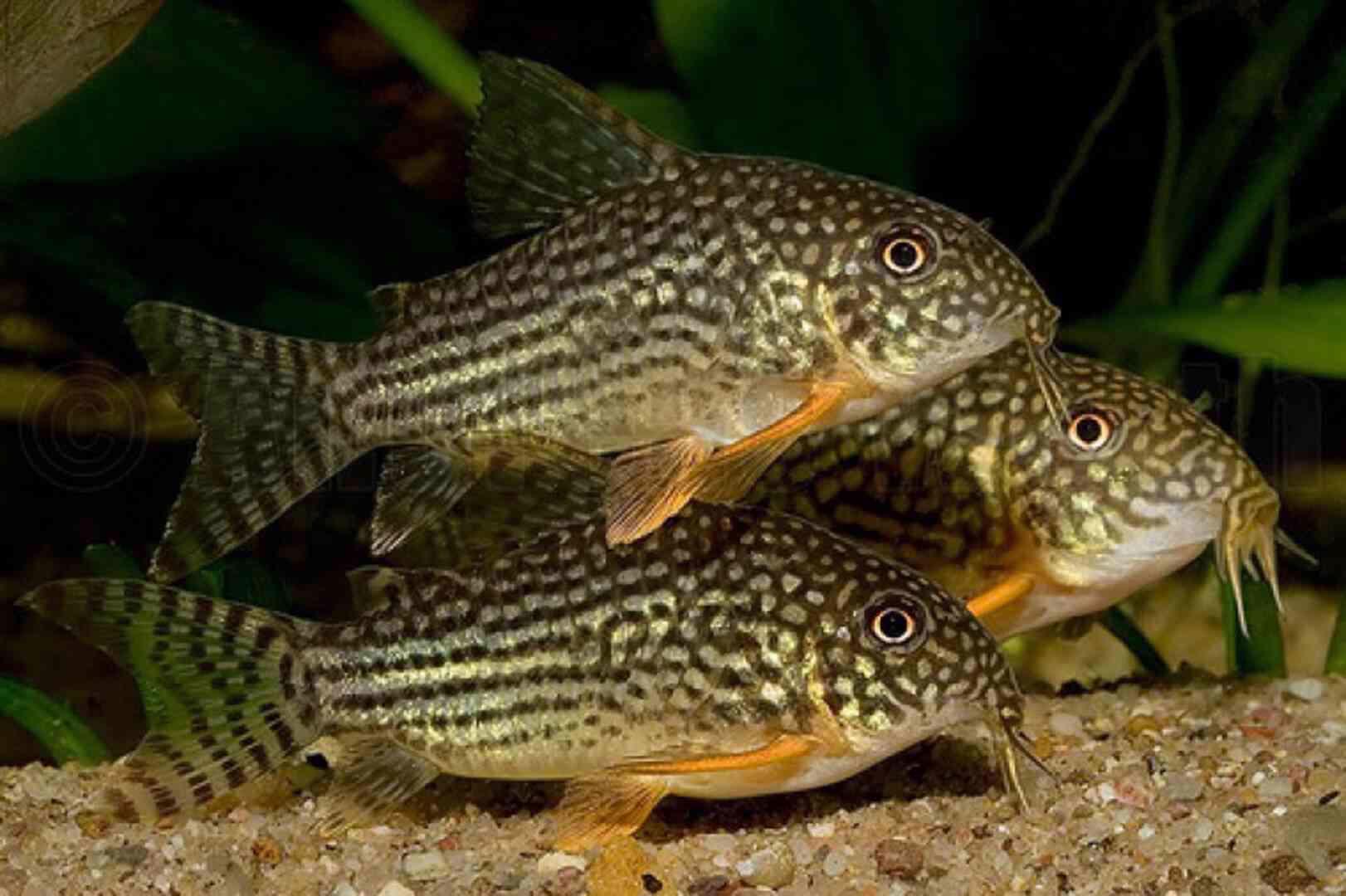 Pancéřníček Sterbův a hneda ampularia - foto 1