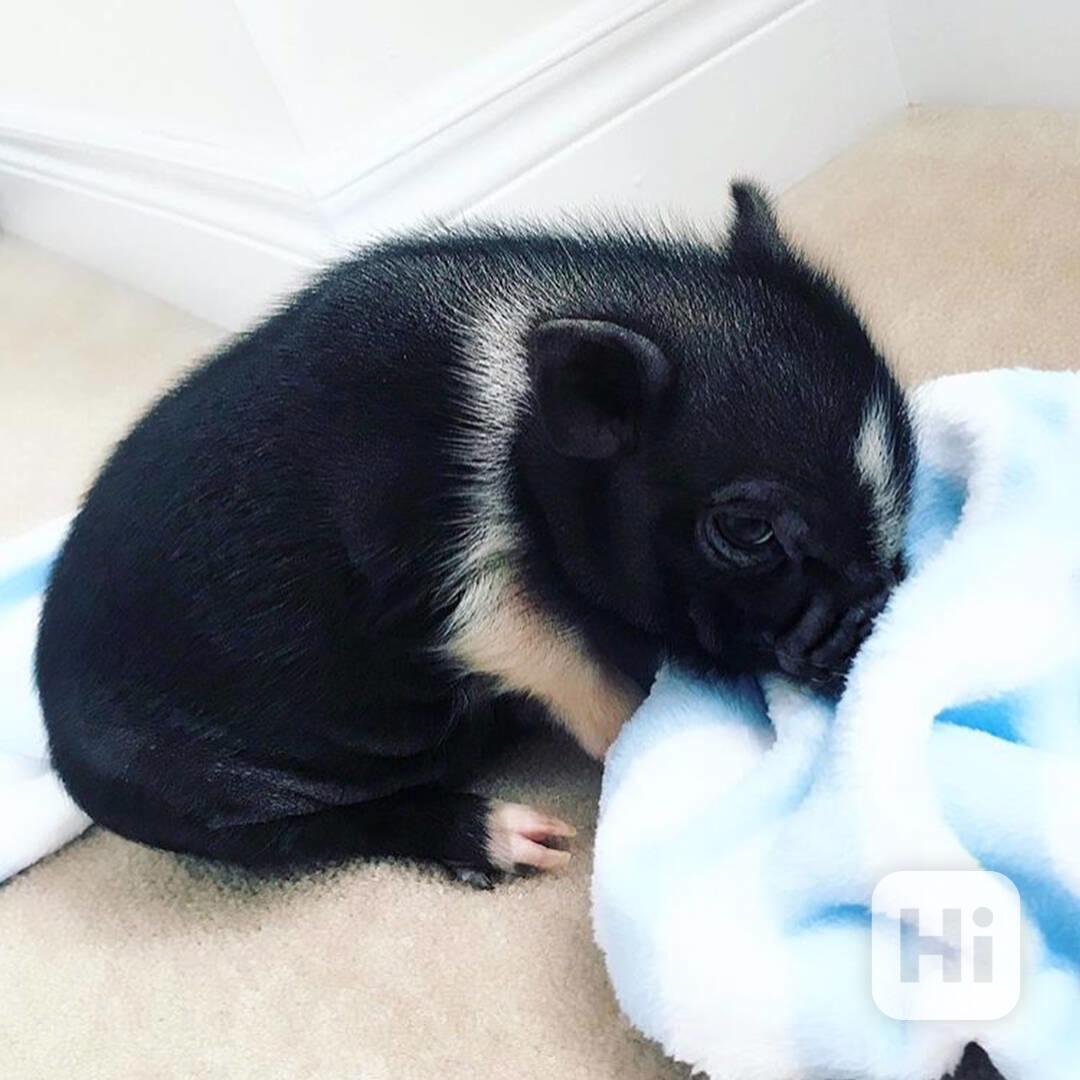 Krásná, zdravá prasata k prodeji  - foto 1