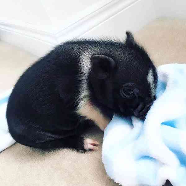 Krásná, zdravá prasata k prodeji 