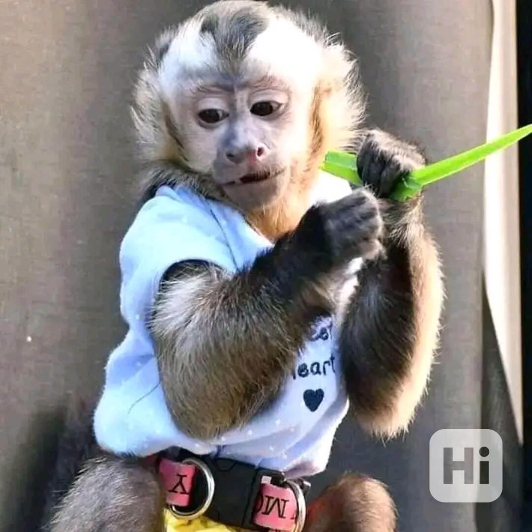  Energické milé kapucínské mládě Skvěle se vyzná v chování d - foto 1