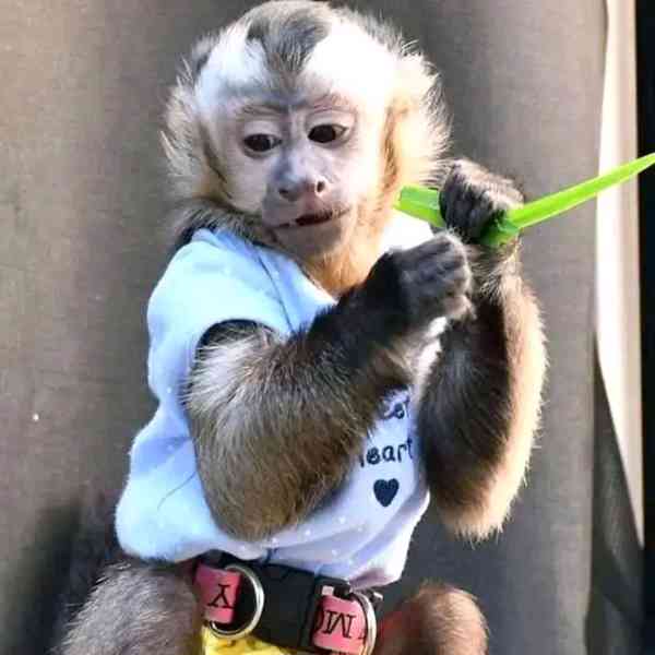  Energické milé kapucínské mládě Skvěle se vyzná v chování d