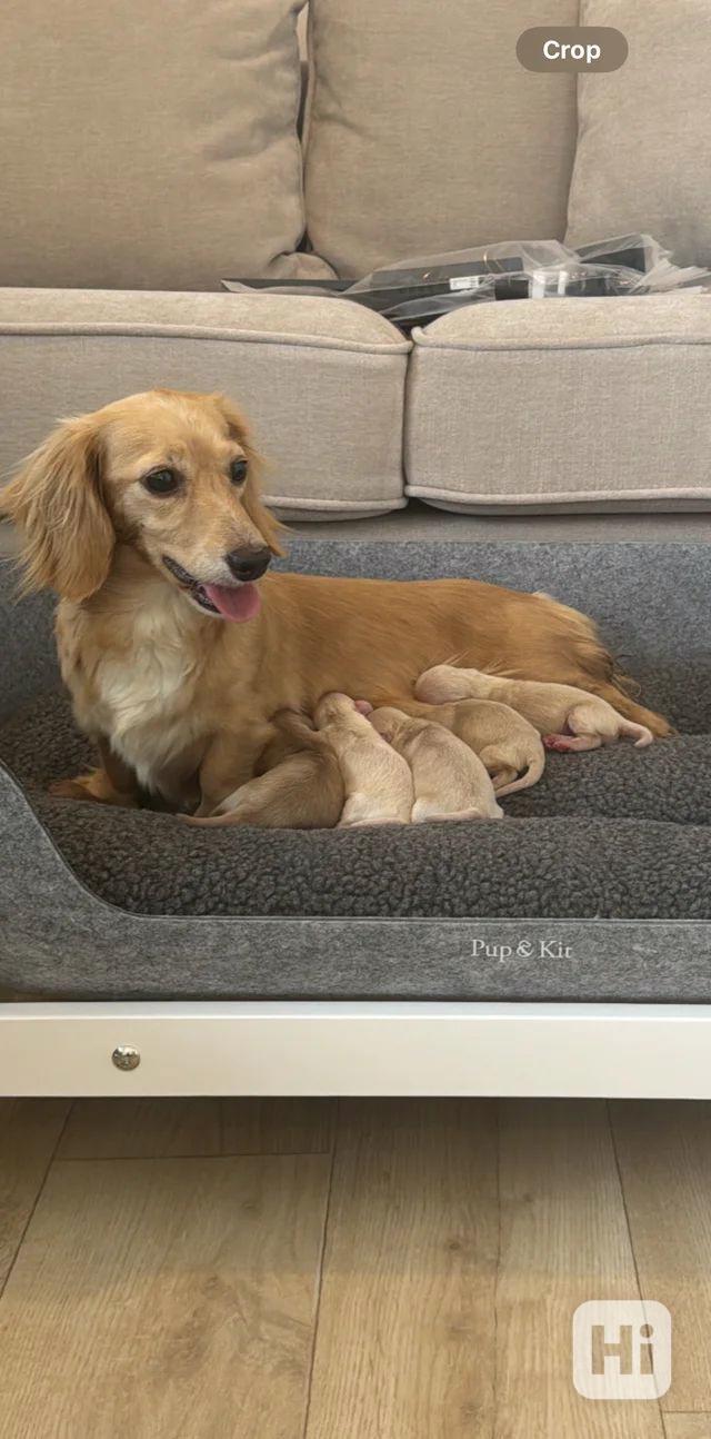 Štěňata miniaturního dlouhosrstého krémového jezevčíka - foto 1