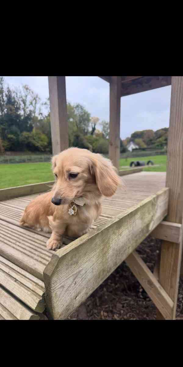 Štěňata miniaturního dlouhosrstého krémového jezevčíka - foto 3