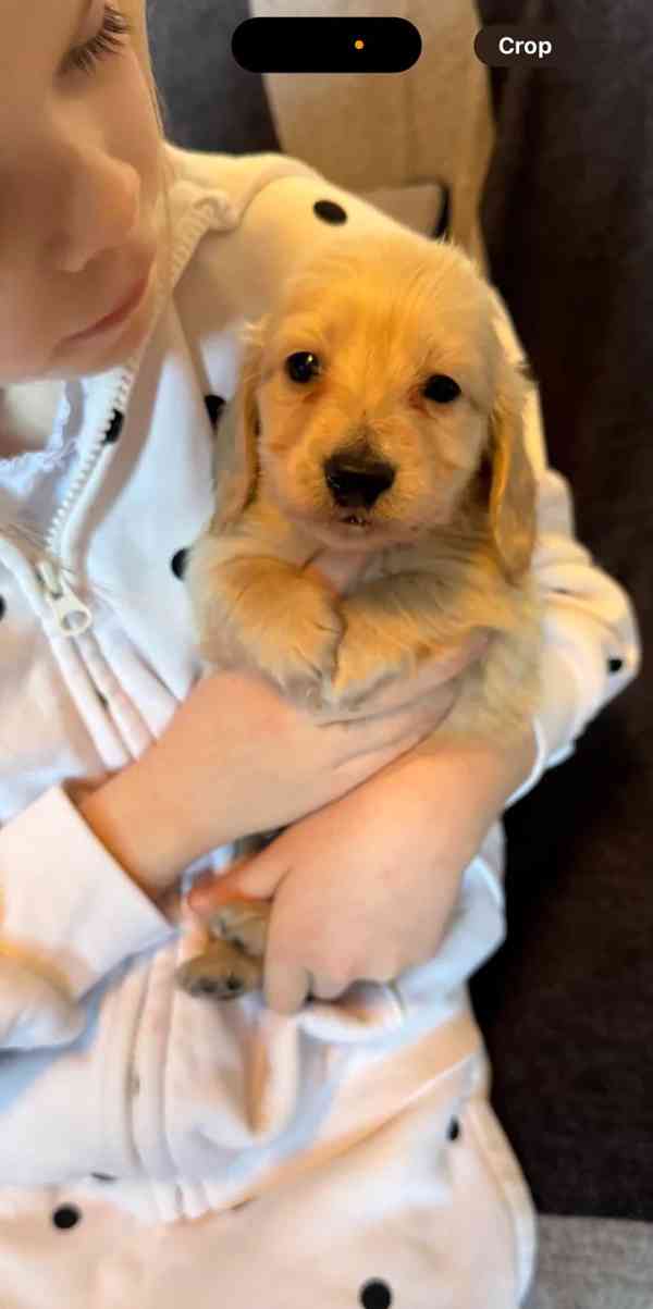 Štěňata miniaturního dlouhosrstého krémového jezevčíka - foto 5