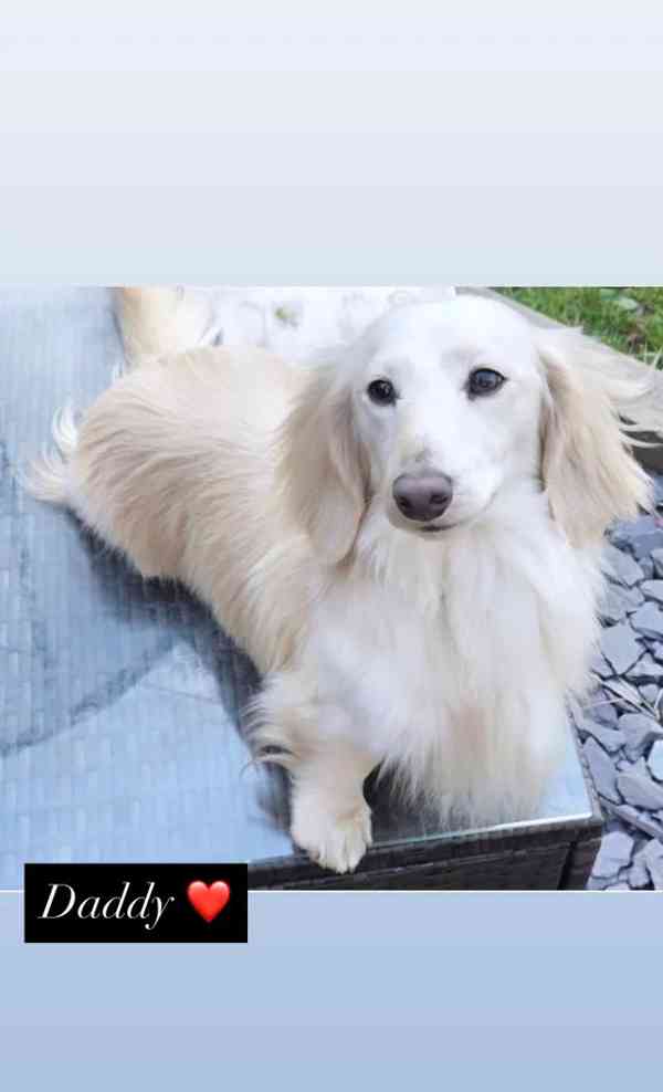 Štěňata miniaturního dlouhosrstého krémového jezevčíka - foto 4