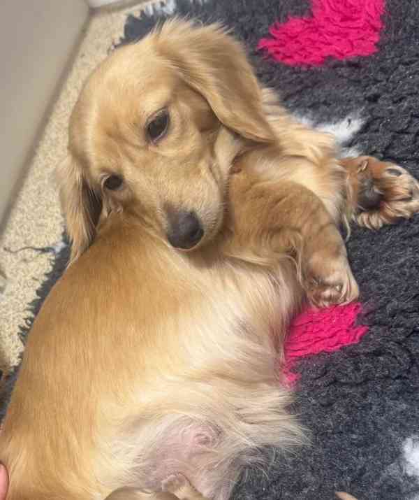 Štěňata miniaturního dlouhosrstého krémového jezevčíka - foto 2