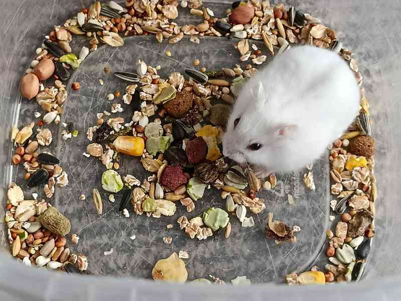 Křečík džungarský - foto 2