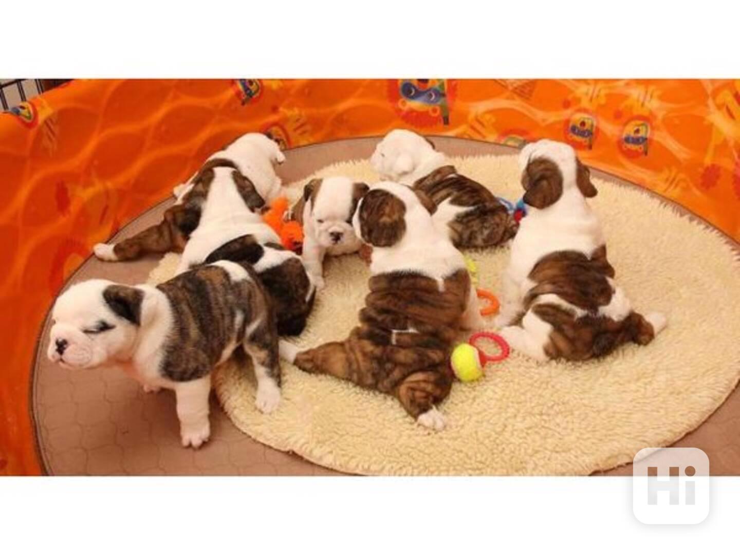 Anglický buldok na prodej - foto 1