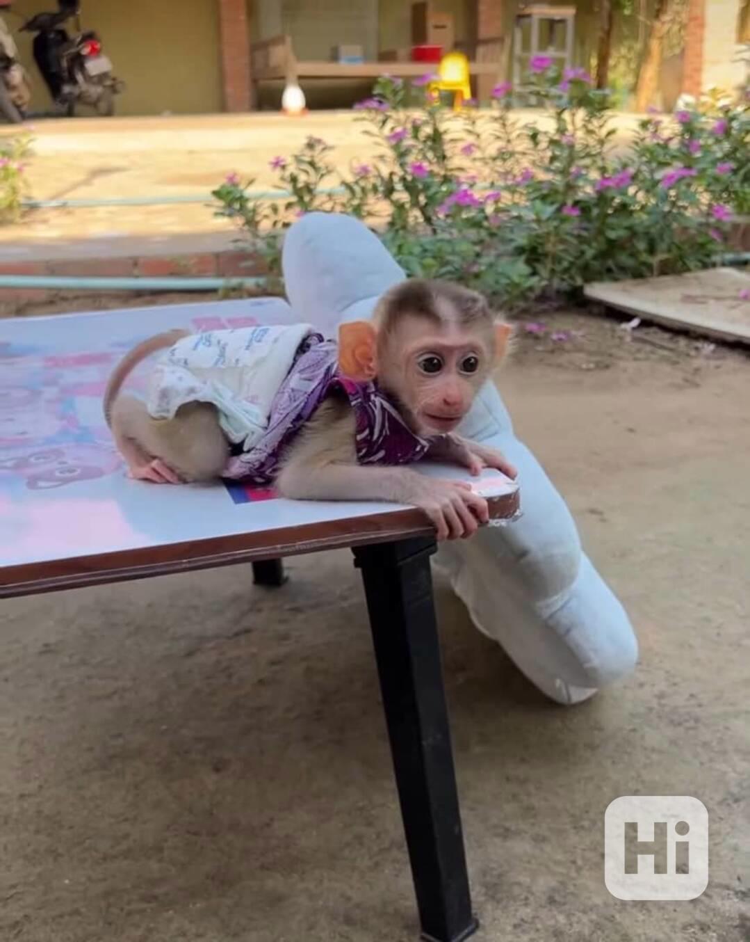 🐒 Mládě kapucínské opice - foto 1