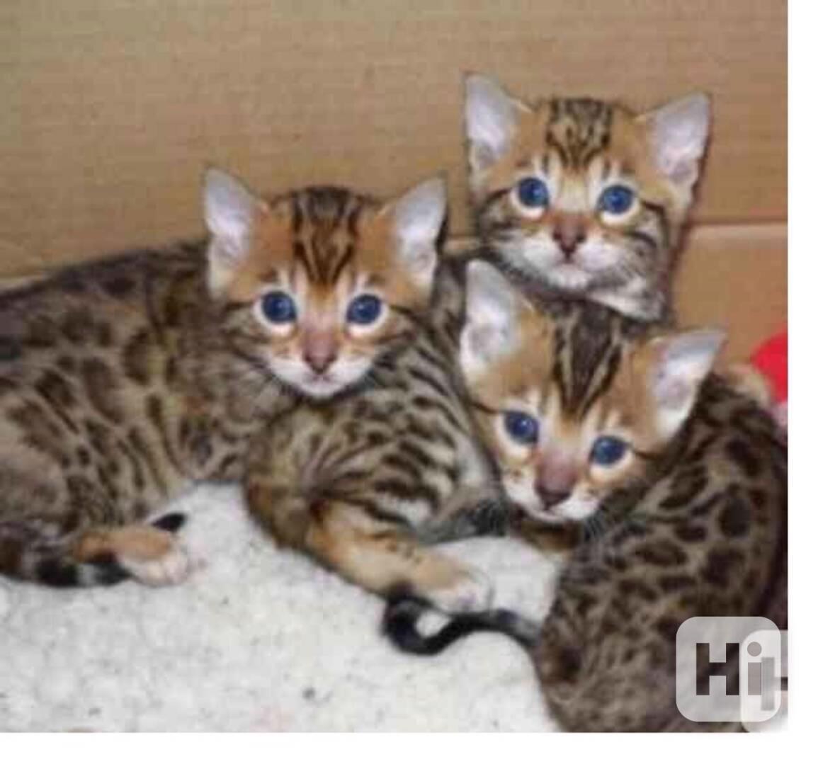 přátelská bengálská koťata k adopci - foto 1