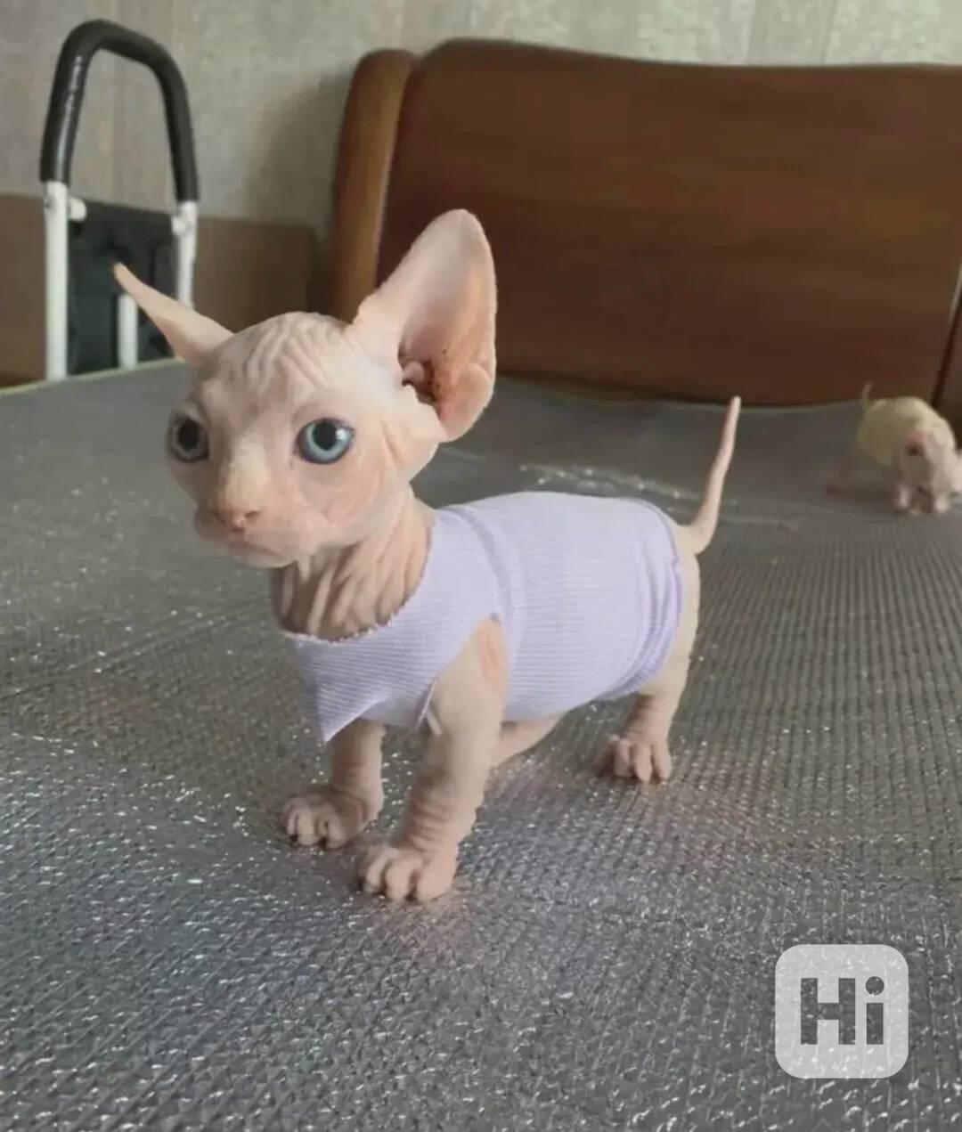 Rozkošné koťátko sphynxe na prodej - foto 1