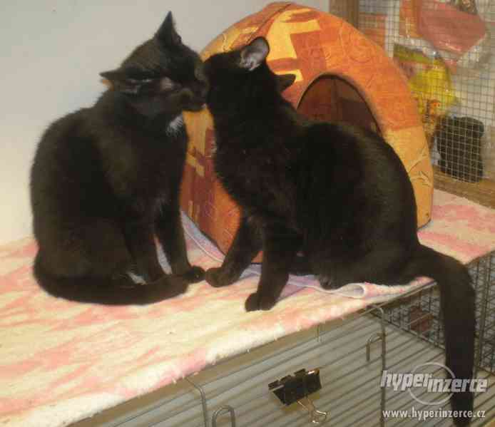 Fanda (Péťa)je mazlivý přítulný 5-6timěs kocourek. - foto 4