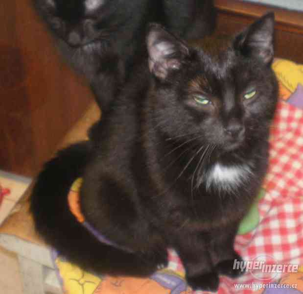 Fanda (Péťa)je mazlivý přítulný 5-6timěs kocourek. - foto 20