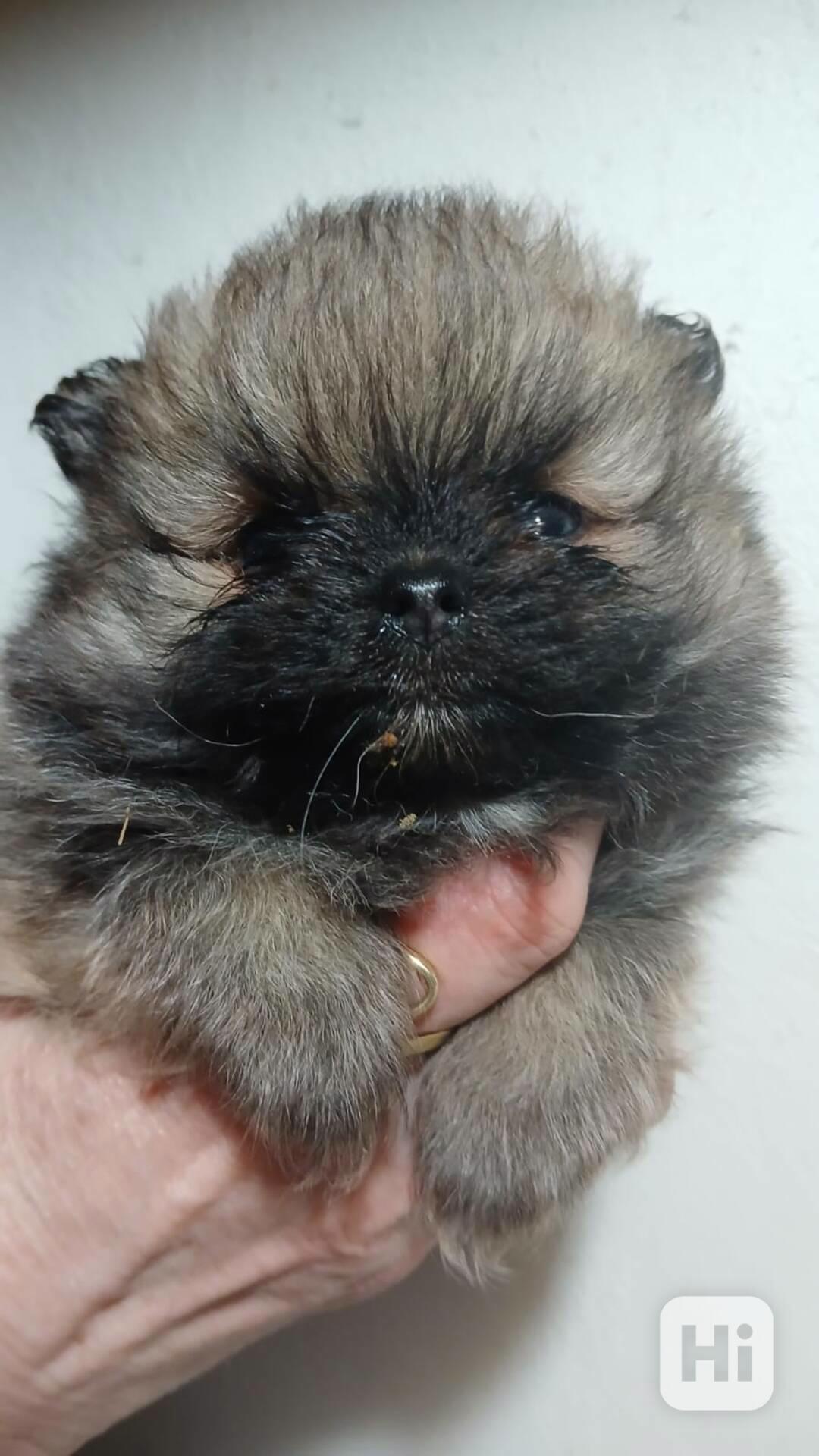 Štěňátka pomeraniana čistokrevná bez PP - foto 1