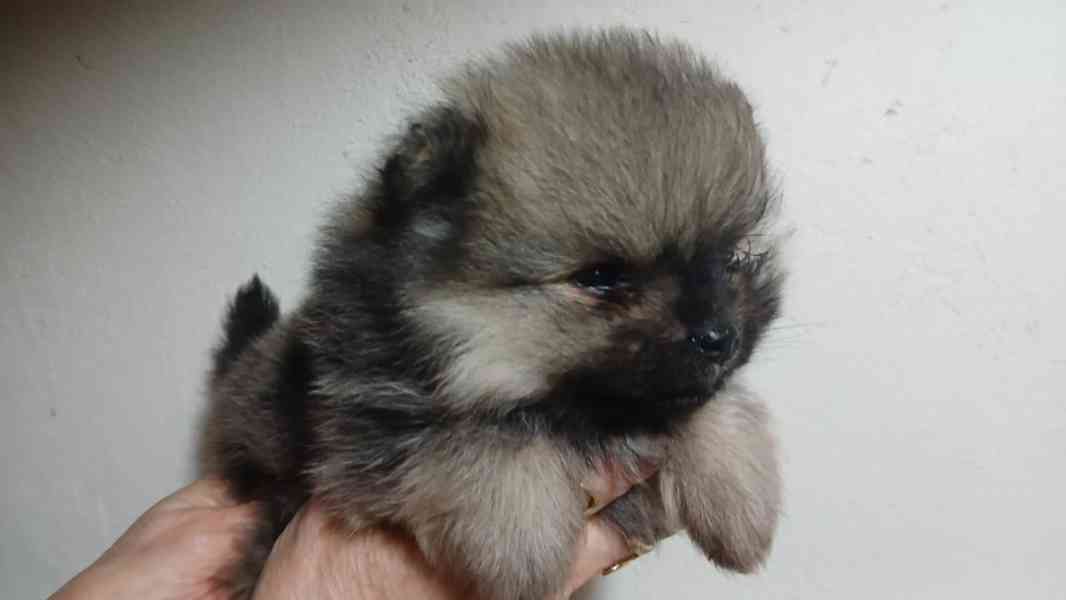 Štěňátka pomeraniana čistokrevná bez PP - foto 4