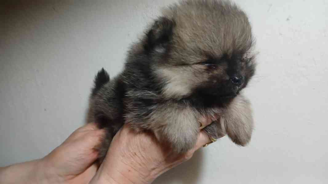 Štěňátka pomeraniana čistokrevná bez PP - foto 3