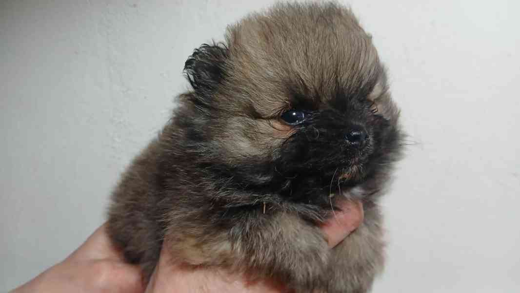 Štěňátka pomeraniana čistokrevná bez PP - foto 5