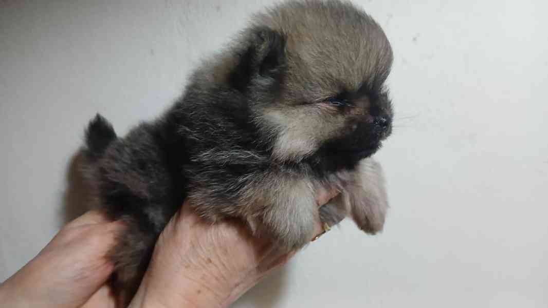 Štěňátka pomeraniana čistokrevná bez PP - foto 7