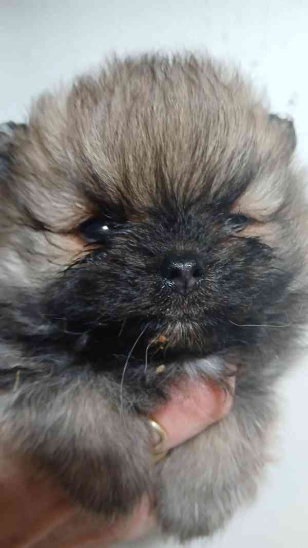 Štěňátka pomeraniana čistokrevná bez PP - foto 2