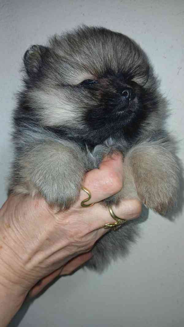 Štěňátka pomeraniana čistokrevná bez PP - foto 6