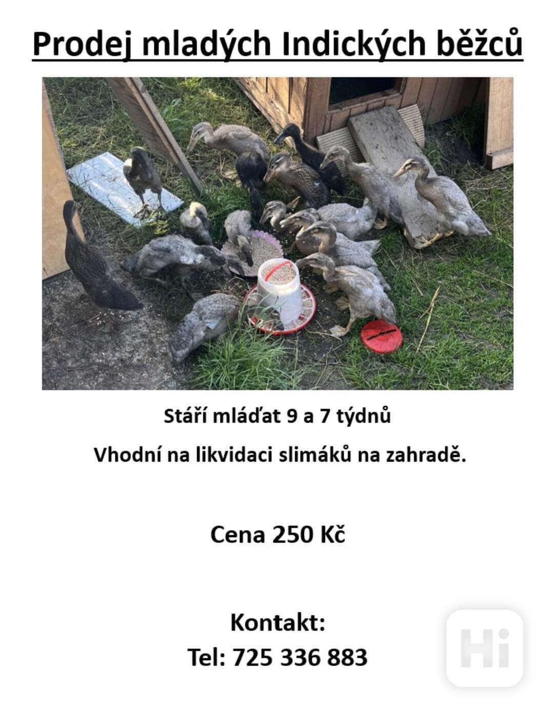 Mladí Indičtí Bežci - foto 1