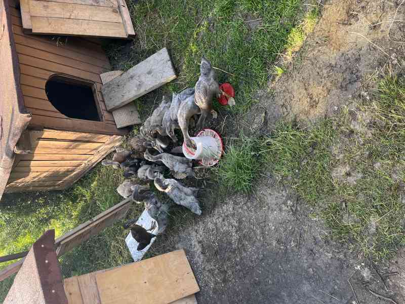 Mladí Indičtí Bežci - foto 2