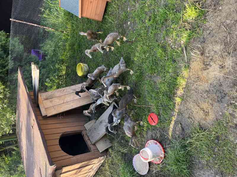 Mladí Indičtí Bežci - foto 4