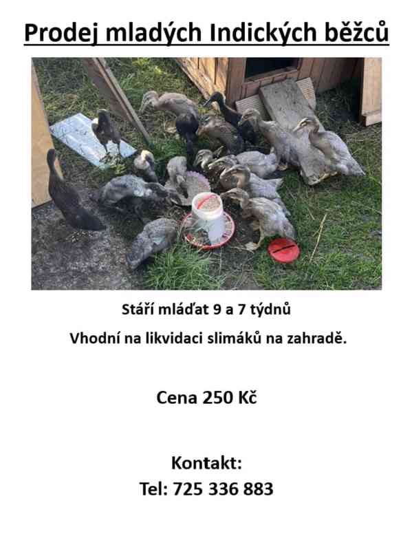 Mladí Indičtí Bežci - foto 1
