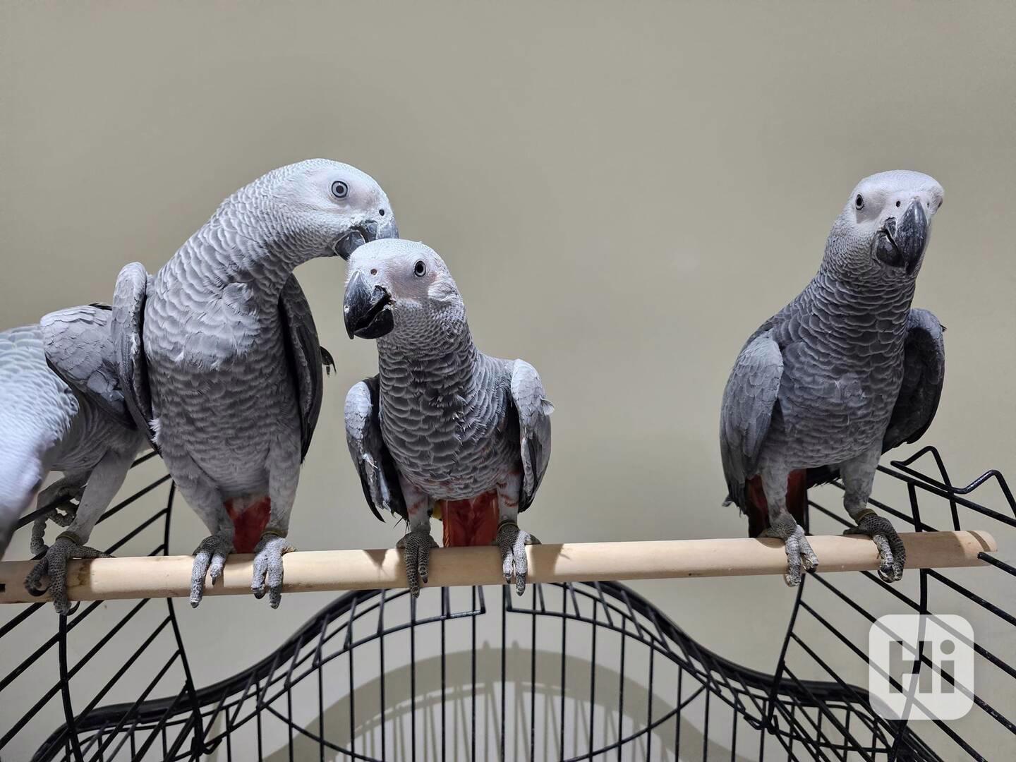 Mluvící papoušci šedí afričtí - foto 1