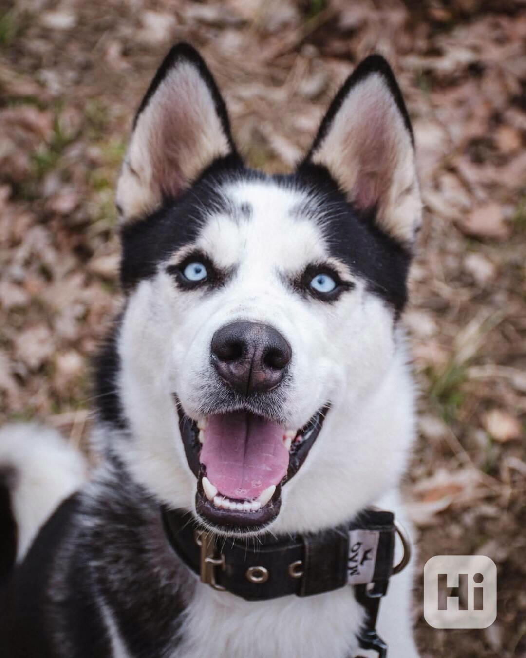 HUGO - Sibiřský husky 14 měsíců  - foto 1