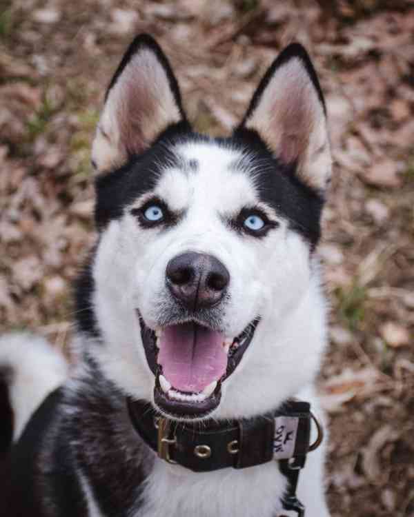 HUGO - Sibiřský husky 14 měsíců  - foto 1