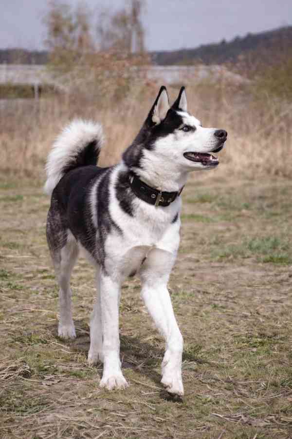 HUGO - Sibiřský husky 14 měsíců  - foto 4