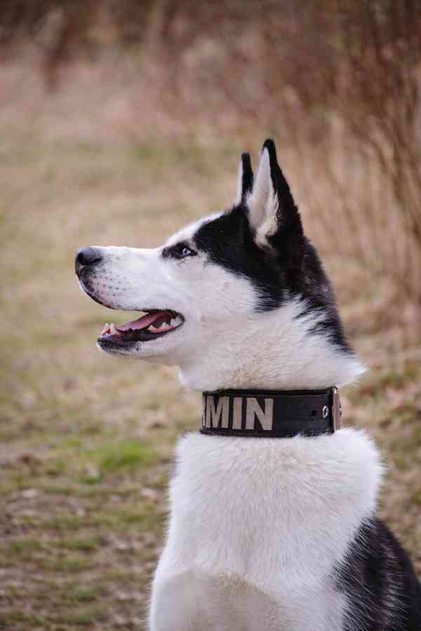 HUGO - Sibiřský husky 14 měsíců  - foto 2