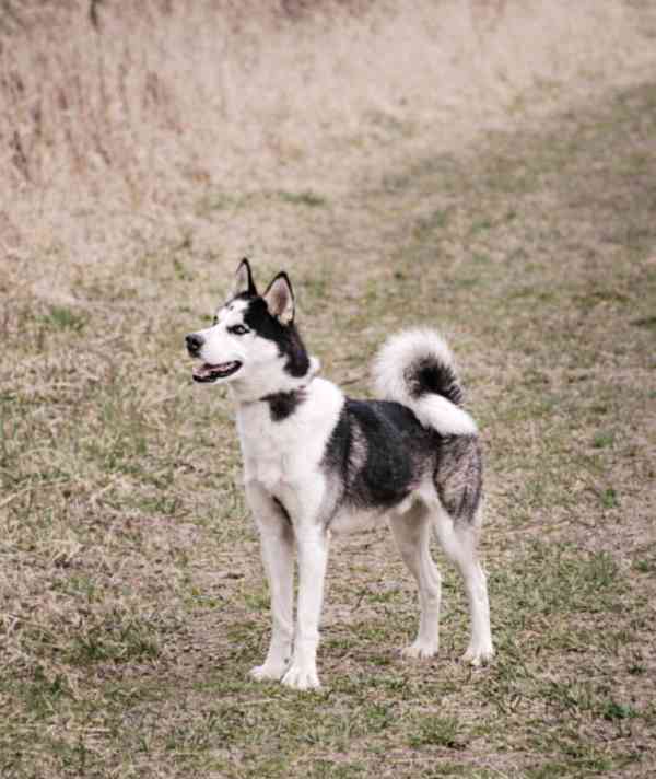 HUGO - Sibiřský husky 14 měsíců  - foto 5