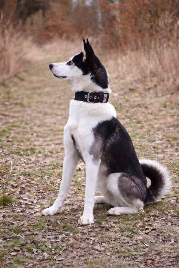 HUGO - Sibiřský husky 14 měsíců  - foto 3