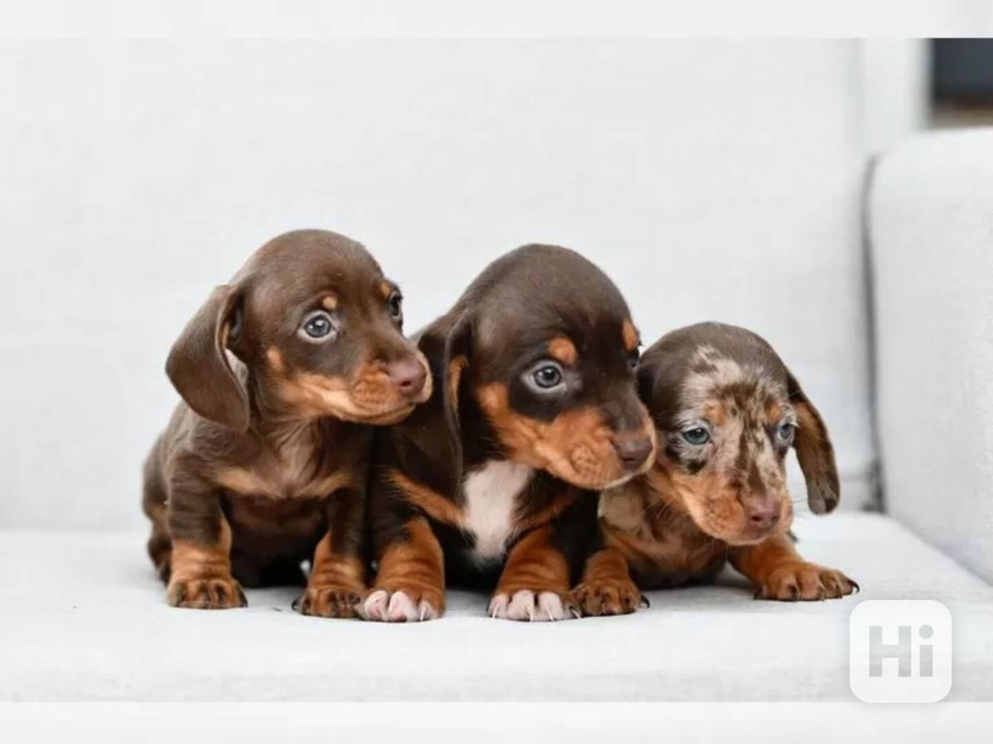 Jezevčík hladkosrstý trpasličí - foto 1