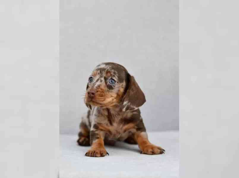 Jezevčík hladkosrstý trpasličí - foto 3