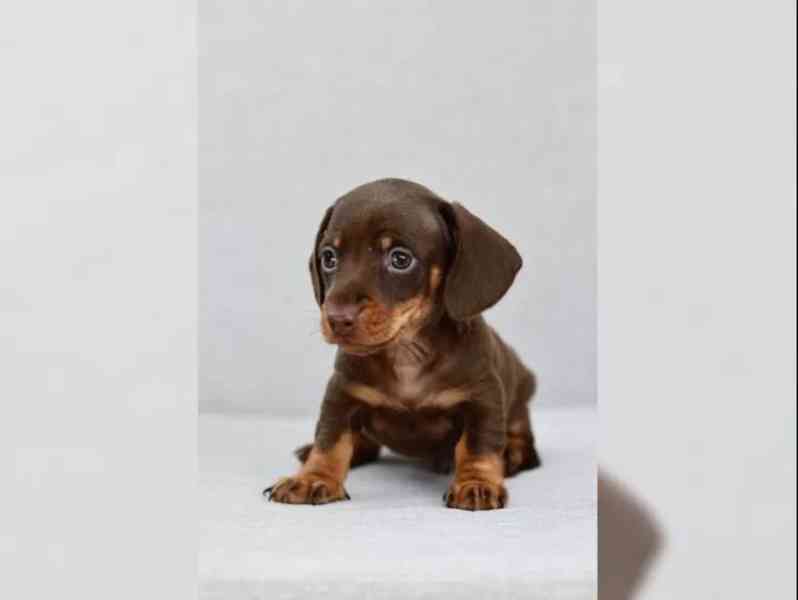 Jezevčík hladkosrstý trpasličí - foto 4