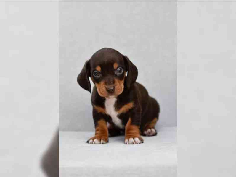 Jezevčík hladkosrstý trpasličí - foto 5