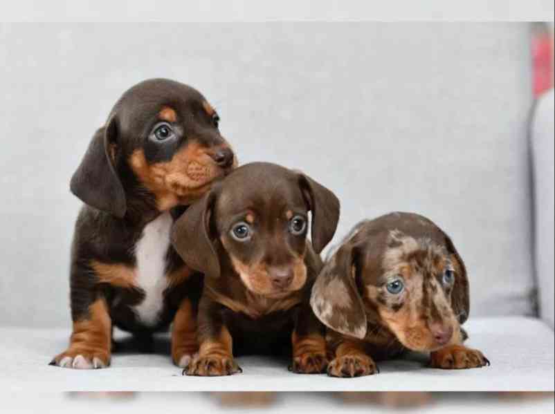 Jezevčík hladkosrstý trpasličí - foto 2