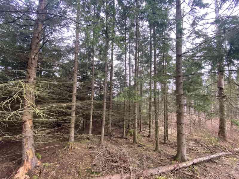 Lesní pozemek a pozemek ostatní plocha Buršice - foto 4